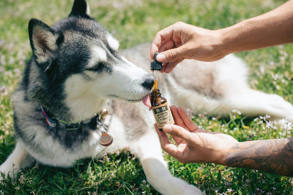 CBD Tropfen für Hunde und andere Haustiere liegen derzeit im Trend