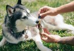 CBD Tropfen für Hunde und andere Haustiere liegen derzeit im Trend