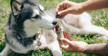 CBD Tropfen für Hunde und andere Haustiere liegen derzeit im Trend