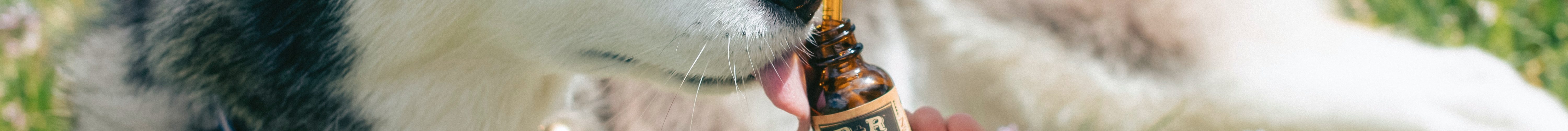 CBD Tropfen für Hunde und andere Haustiere liegen derzeit im Trend