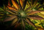 Terpene in der Cannabispflanze - Viel mehr als nur Aroma!